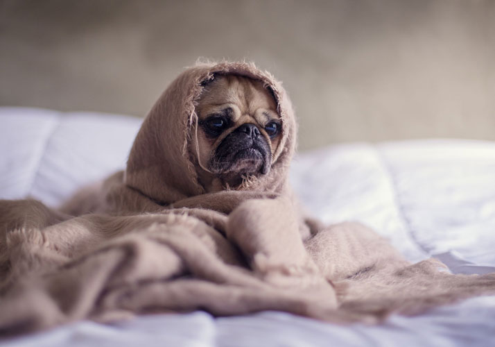 Erste Hilfe für Hunde, Forum Waldegg