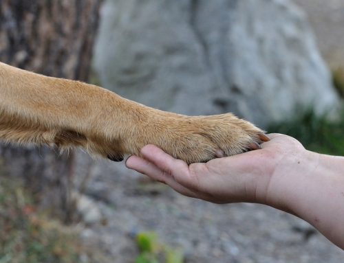 Hund – Krallen schneiden: Tipps vom Tierarzt