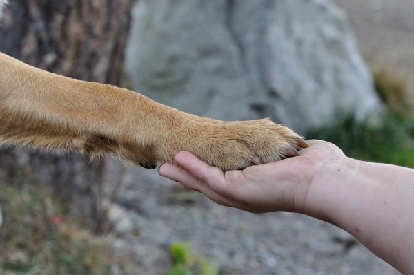 Bei Ihrem Hund Krallen schneiden Tipps vom Tierarzt Forum Waldegg