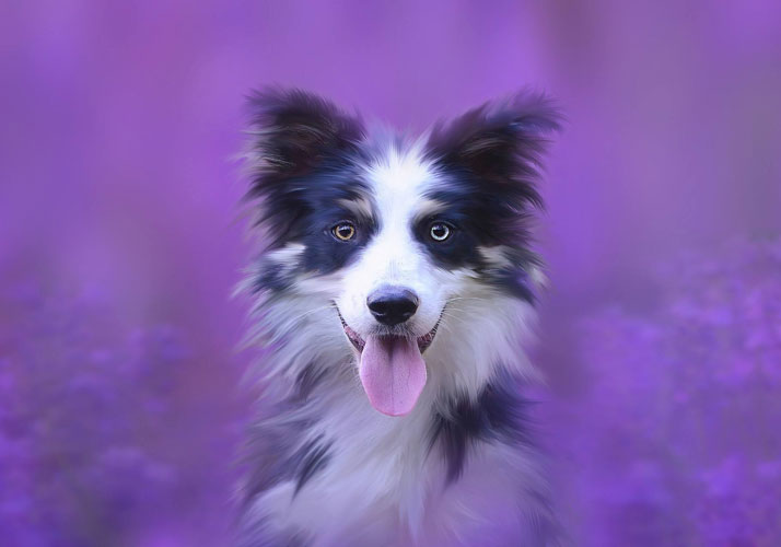 Energetisches Putzen, Akupunktur und ätherische Öle für den Hund, Forum Waldegg