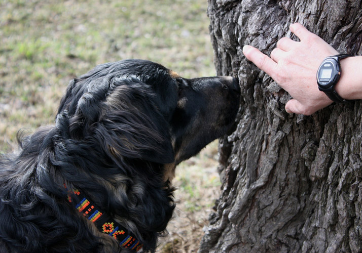 Forum Waldegg, Hund geistig fordern und beschäftigen, Krimi wandern mit Hund