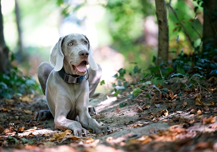 Forum Waldegg, Fotoworkshop mit Hund, dorismuellerfotografie.at