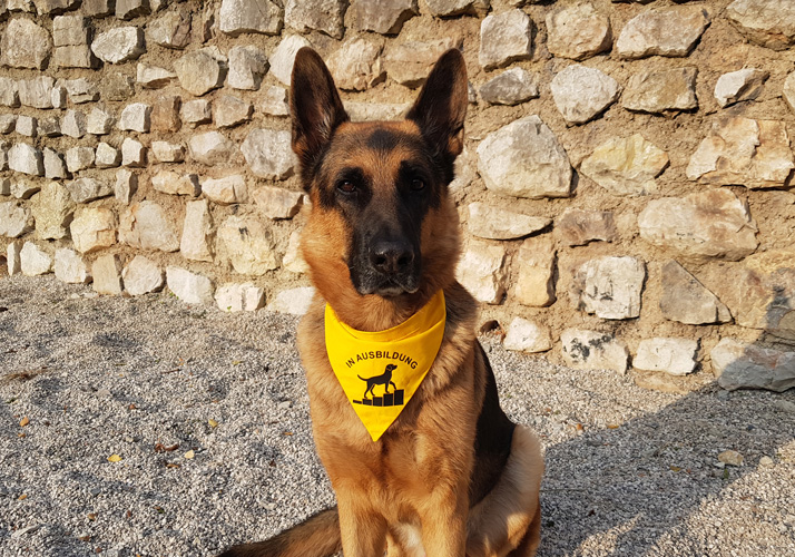 Das gelbe Tuch für meinen Hund, Hundetraining - psychologische Knackpunkte, Forum Waldegg informiert