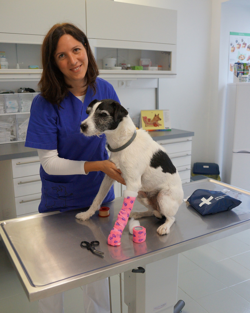 Erste Hilfe für Hunde, Forum Waldegg