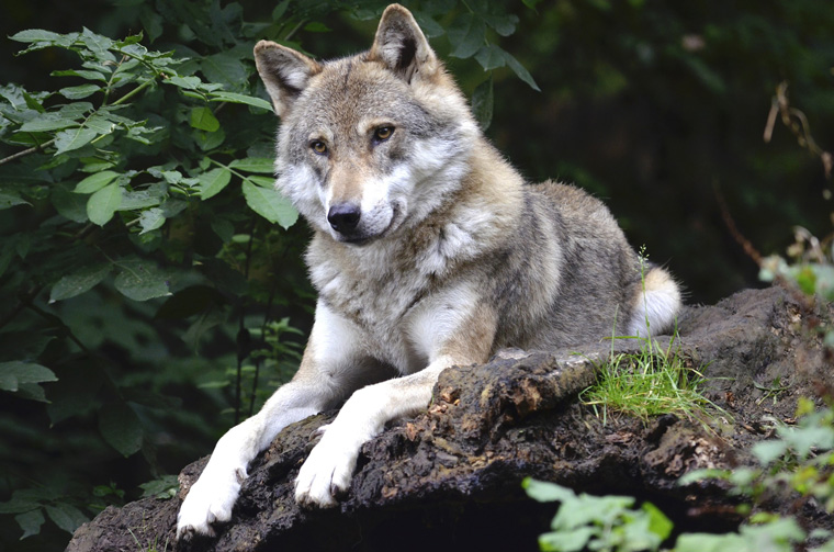 Besuch Wolf Science Center, Forum Waldegg