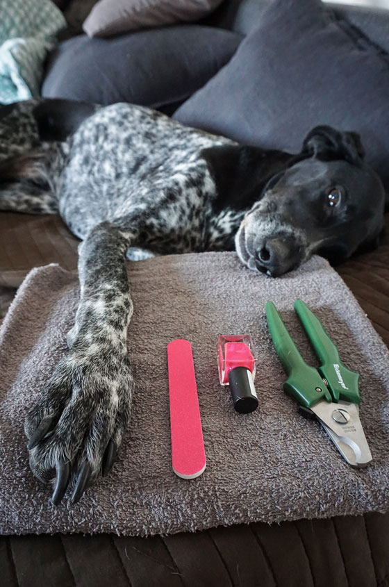 Bei Ihrem Hund Krallen schneiden Tipps vom Tierarzt Forum Waldegg