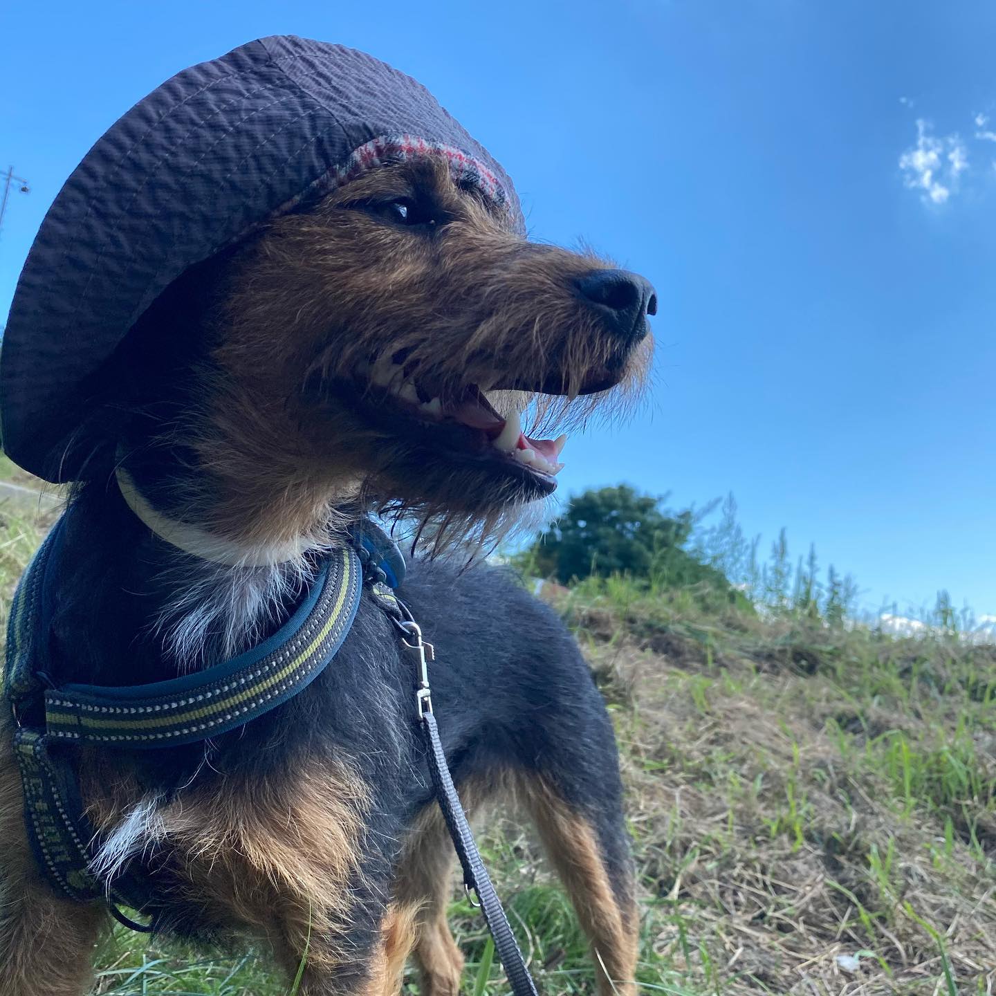 Forum Waldegg Toffee Gesund mit Hund durch den Herbst, Parasitenprophylaxe - FORUM WALDEGG informiert