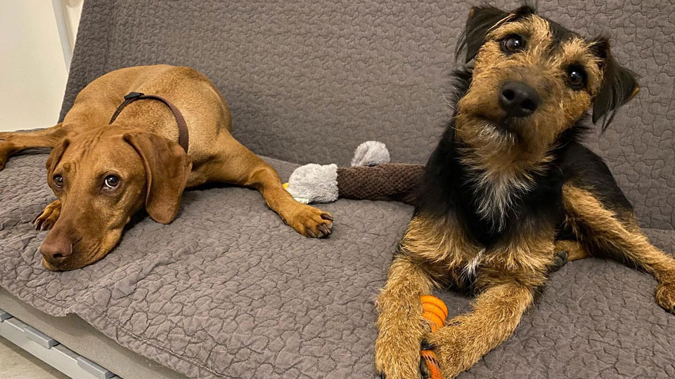 Forum-Waldegg-Hunde-Indoor_web