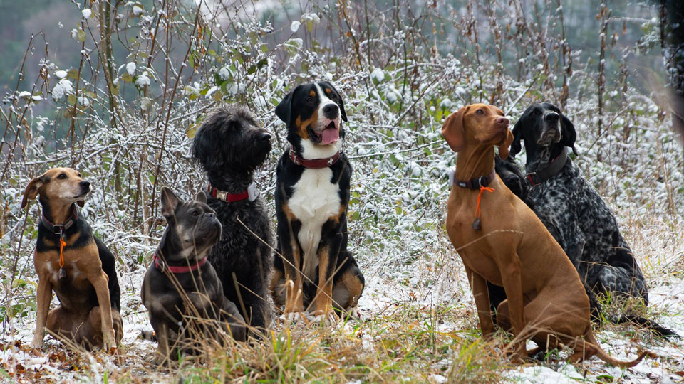 Forum Waldegg, Gesund mit Hund durch den Winter gesund mit Hund durch den Herbst kommen - FORUM WALDEGG informiert