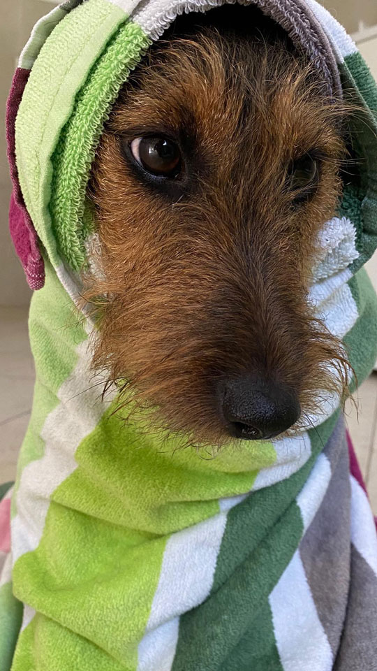5 Tipps Gesund mit Hund durch den Winter Forum Waldegg