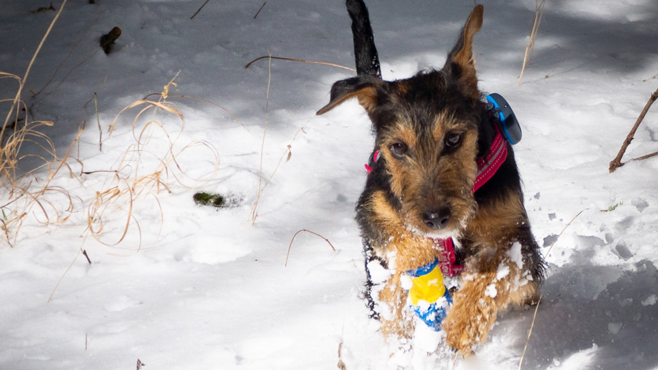 Forum Waldegg, Toffee im Schnee Gesund mit Hund durch den Winter, Forum Waldegg