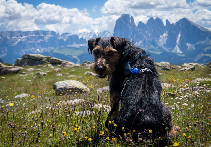 Wanderurlaub mit Hund, Forum Waldegg